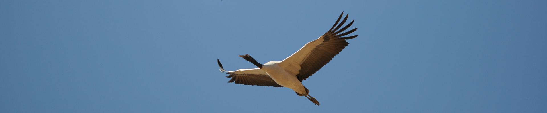 black necked crane